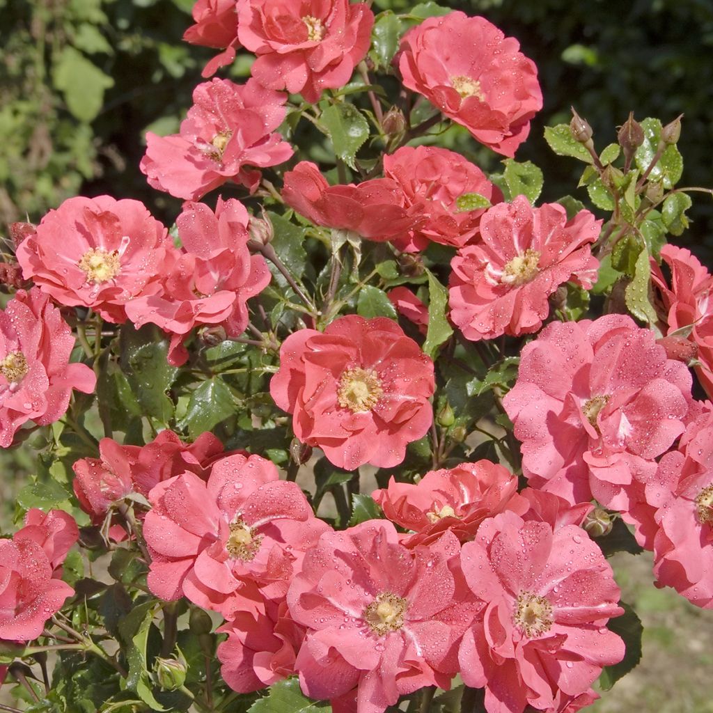 Roseira de pátio Patio Rose Xenia