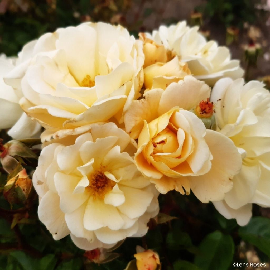 Roseira arbustiva Machera