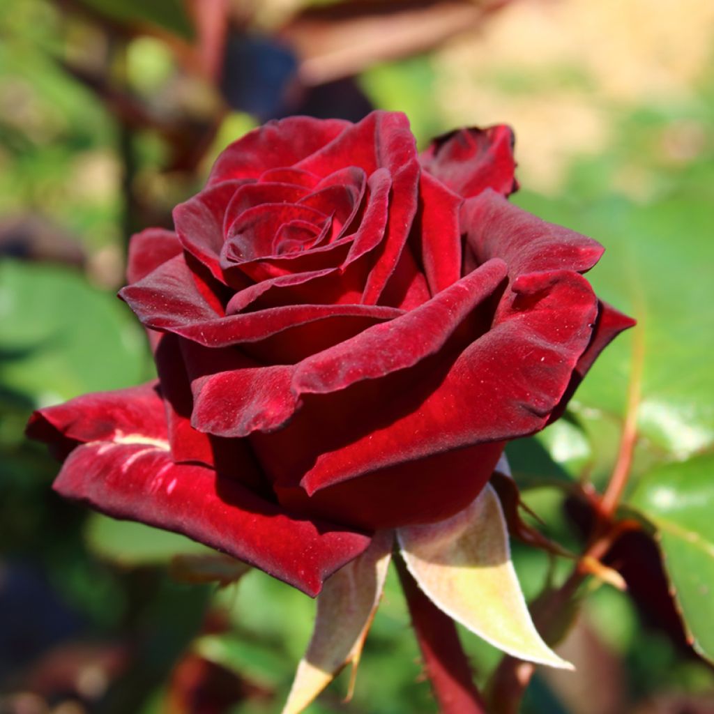 Roseira de flor grande Black Baccara