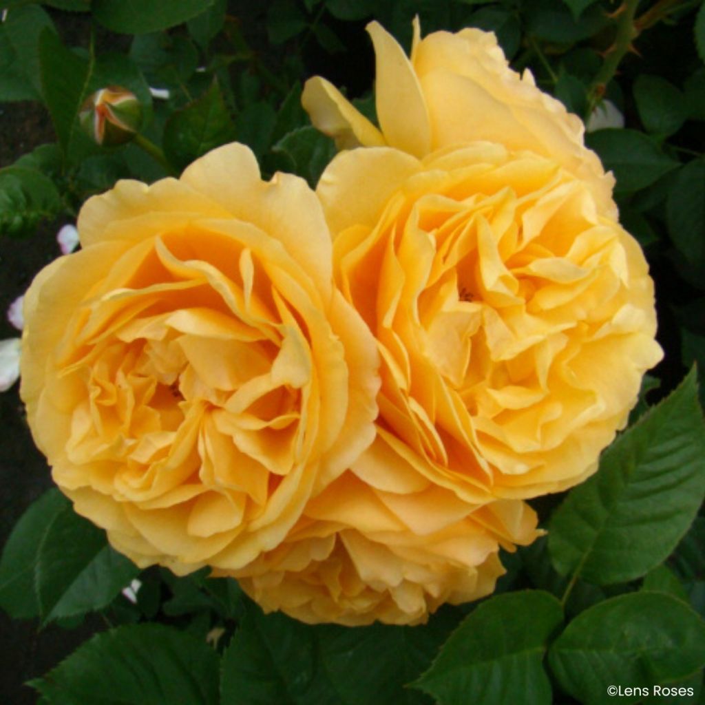 Roseira floribunda Julia Child (Absolutely Fabulous)