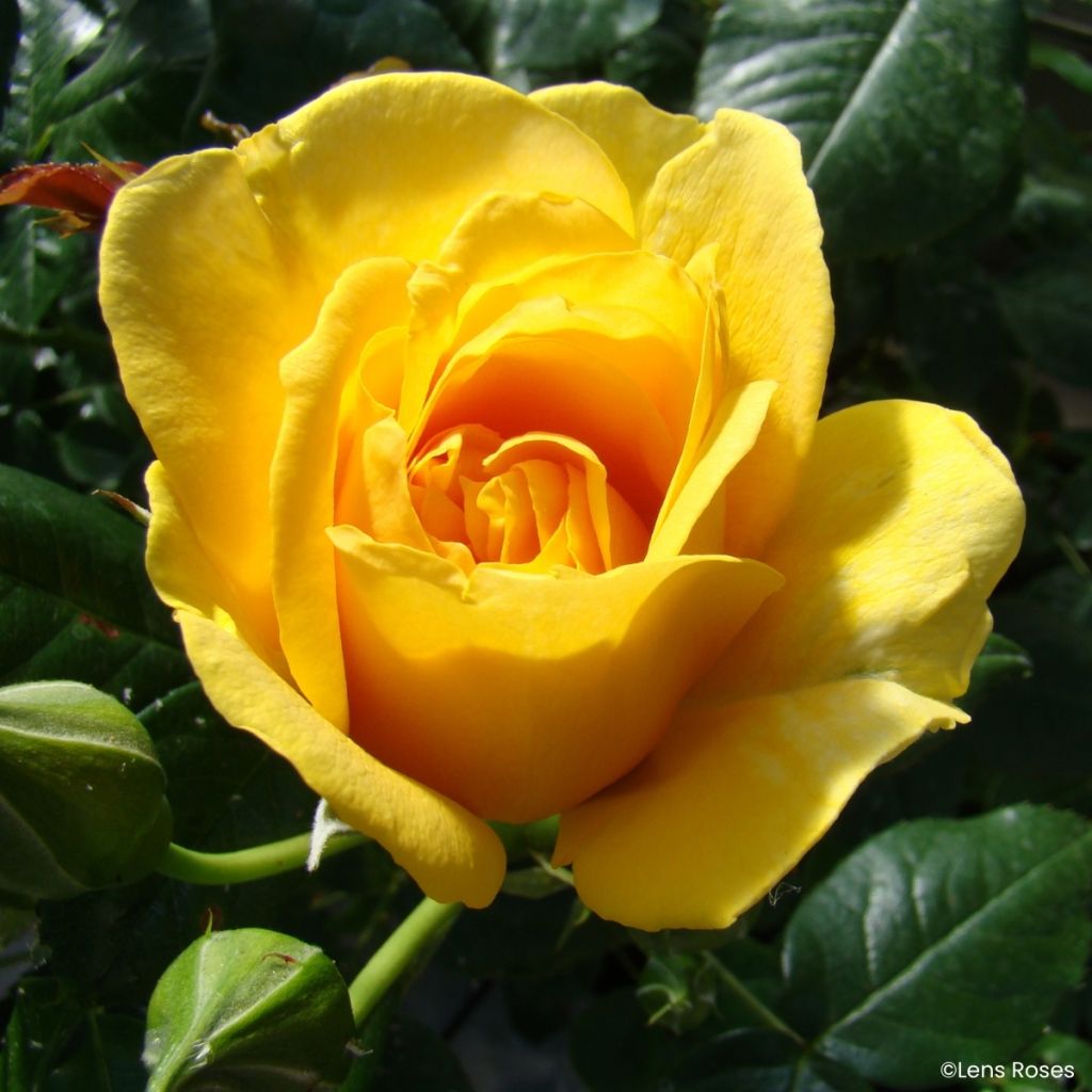 Roseira floribunda Julia Child (Absolutely Fabulous)