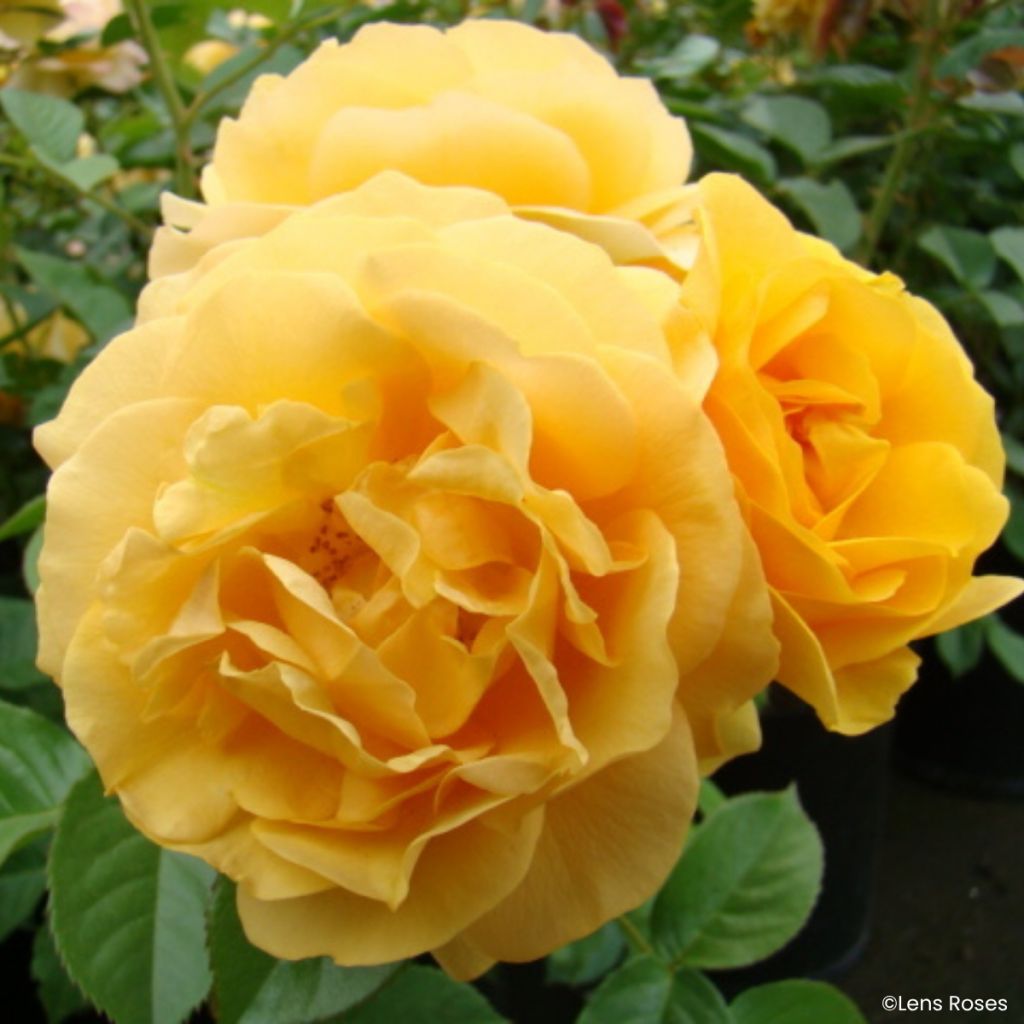 Roseira floribunda Julia Child (Absolutely Fabulous)