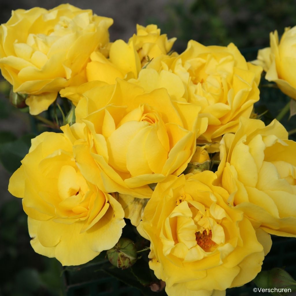 Roseira floribunda Here Comes the Sun - Rosa x floribunda