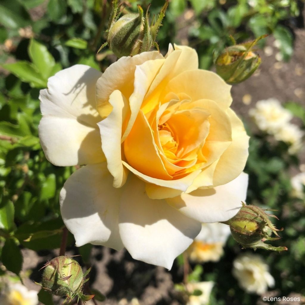 Roseira floribunda Lady in Gold