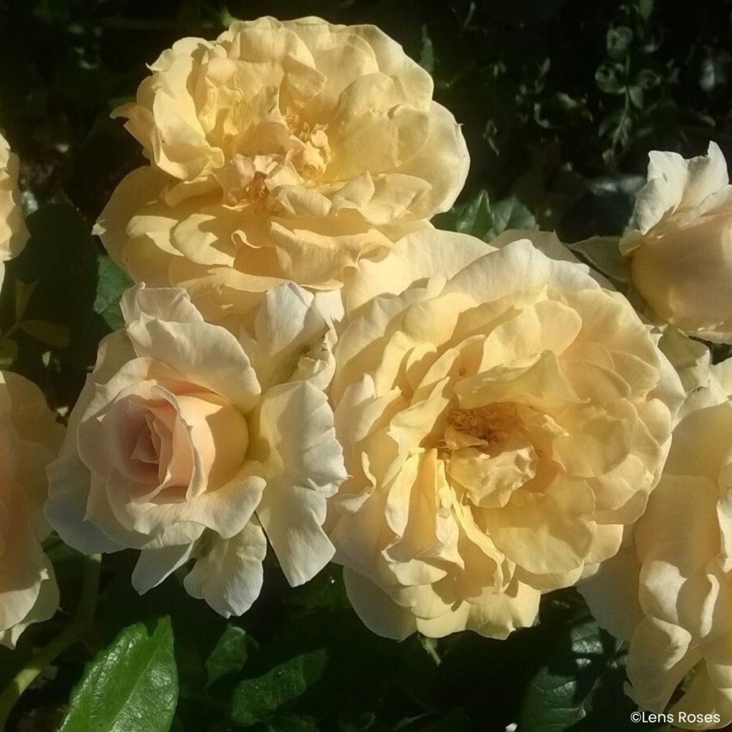 Roseira floribunda Lady in Gold