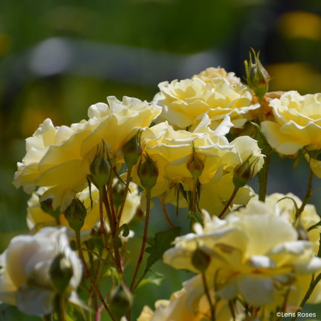 Roseira floribunda Lady in Gold