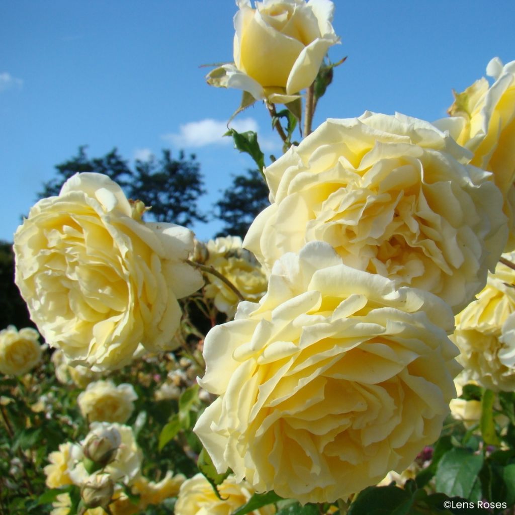 Roseira floribunda Lady in Gold