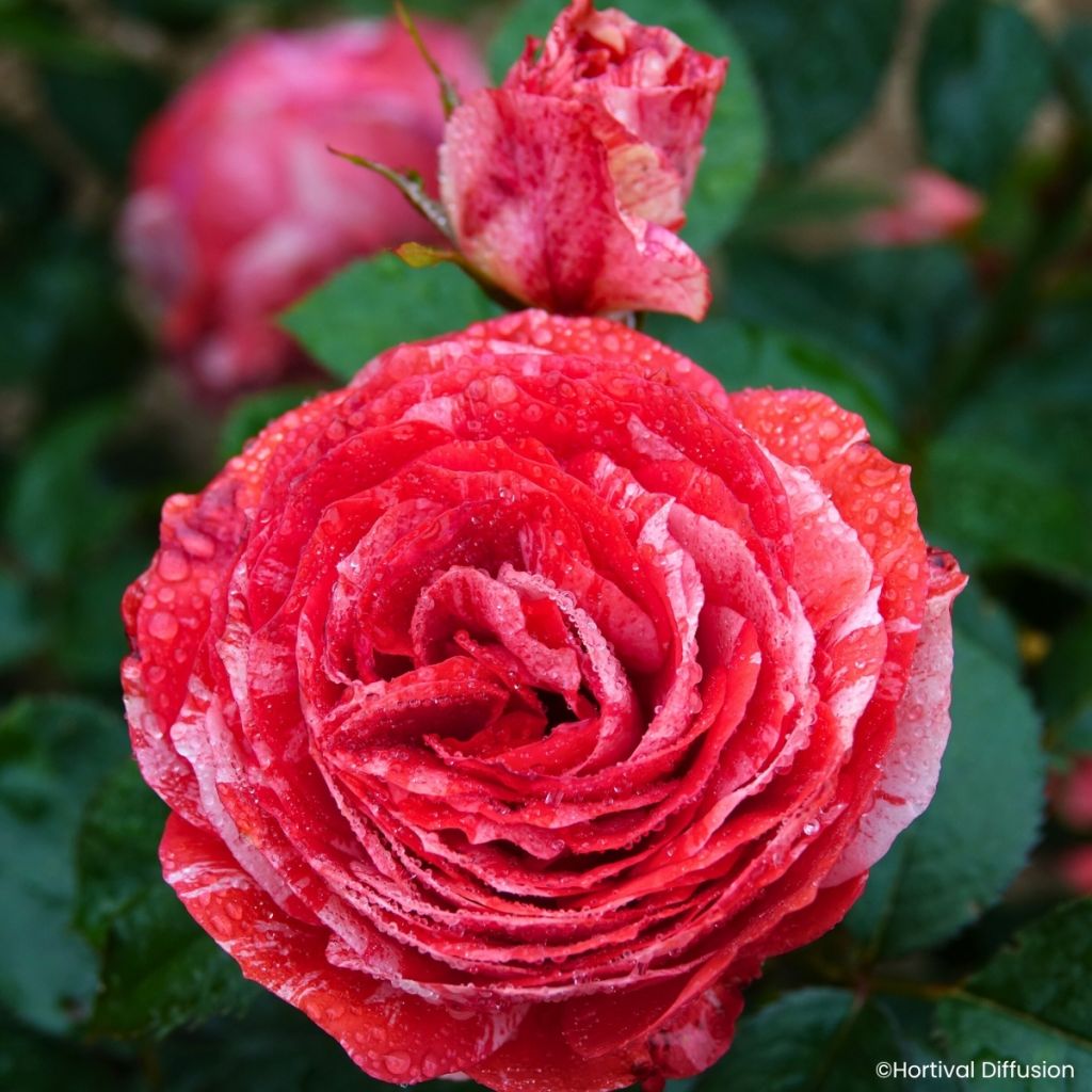 Roseira floribunda Scentimental Coral