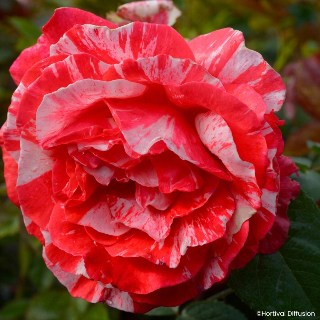 Roseira floribunda Scentimental Coral