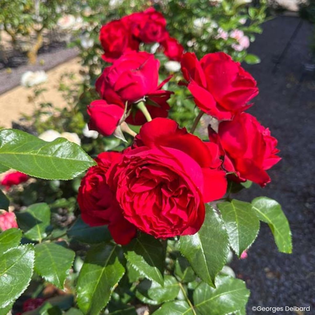 Roseira floribunda Société Nationale d'Horticulture de France