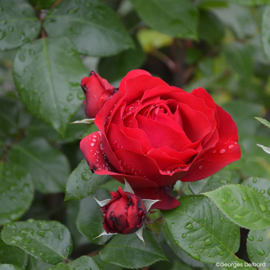 Roseira floribunda Société Nationale d'Horticulture de France