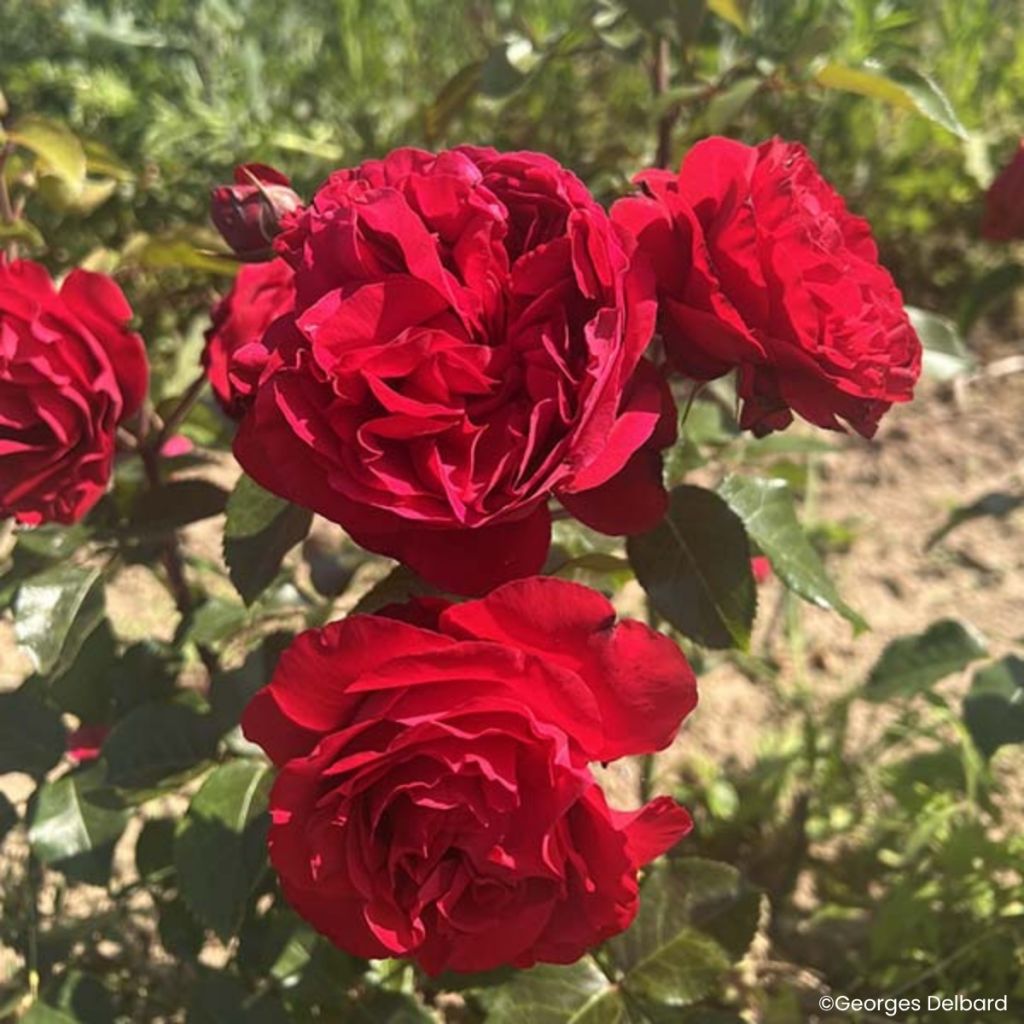 Roseira floribunda Société Nationale d'Horticulture de France