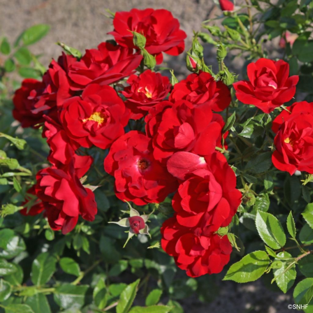 Roseira floribunda Société Nationale d'Horticulture de France