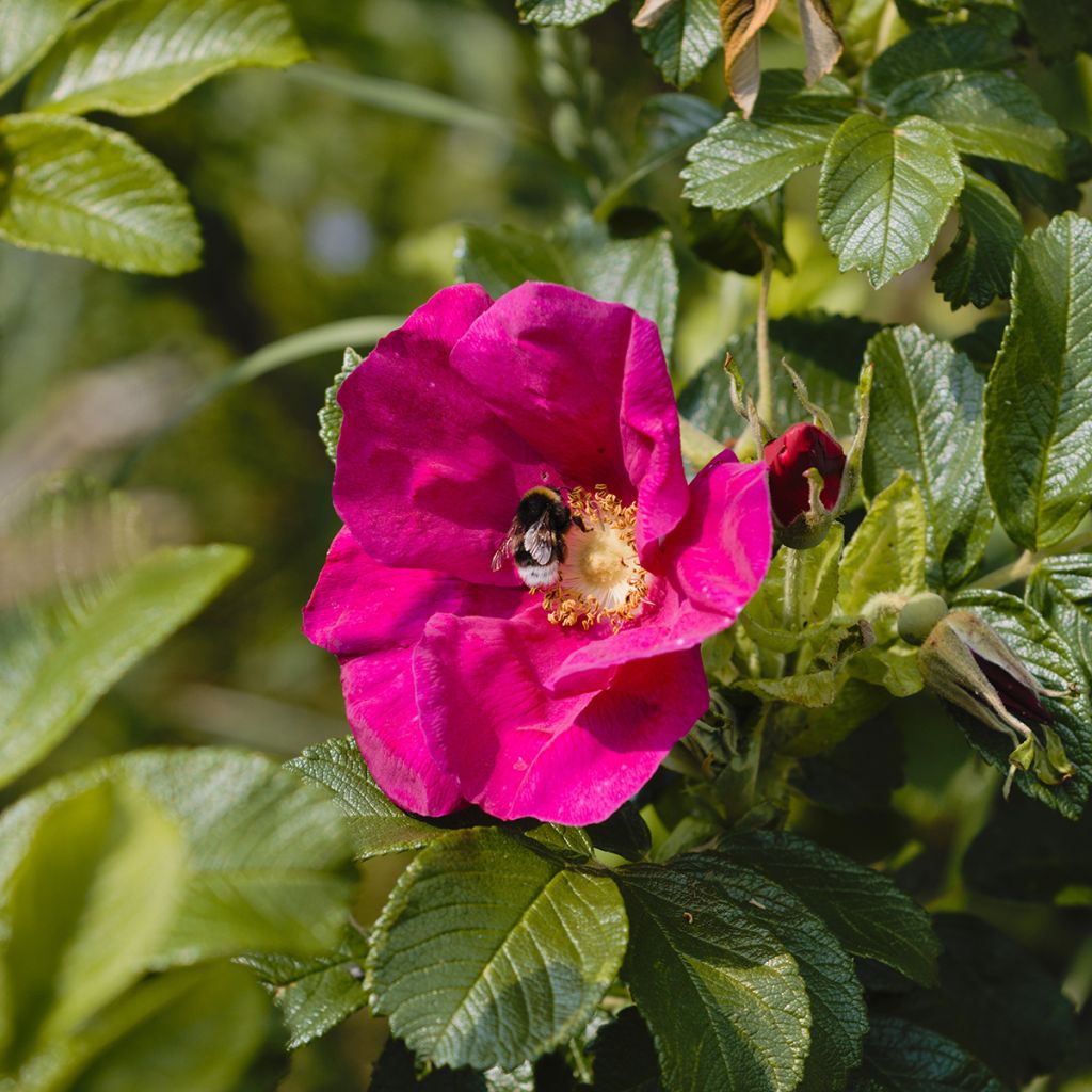 Roseira rugosa Strandperle Amrum - Rosa x rugosa
