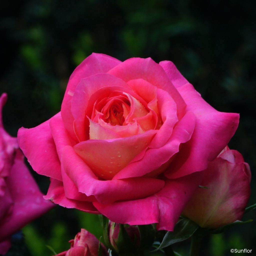 Roseira de flor grande Bali - Rosa