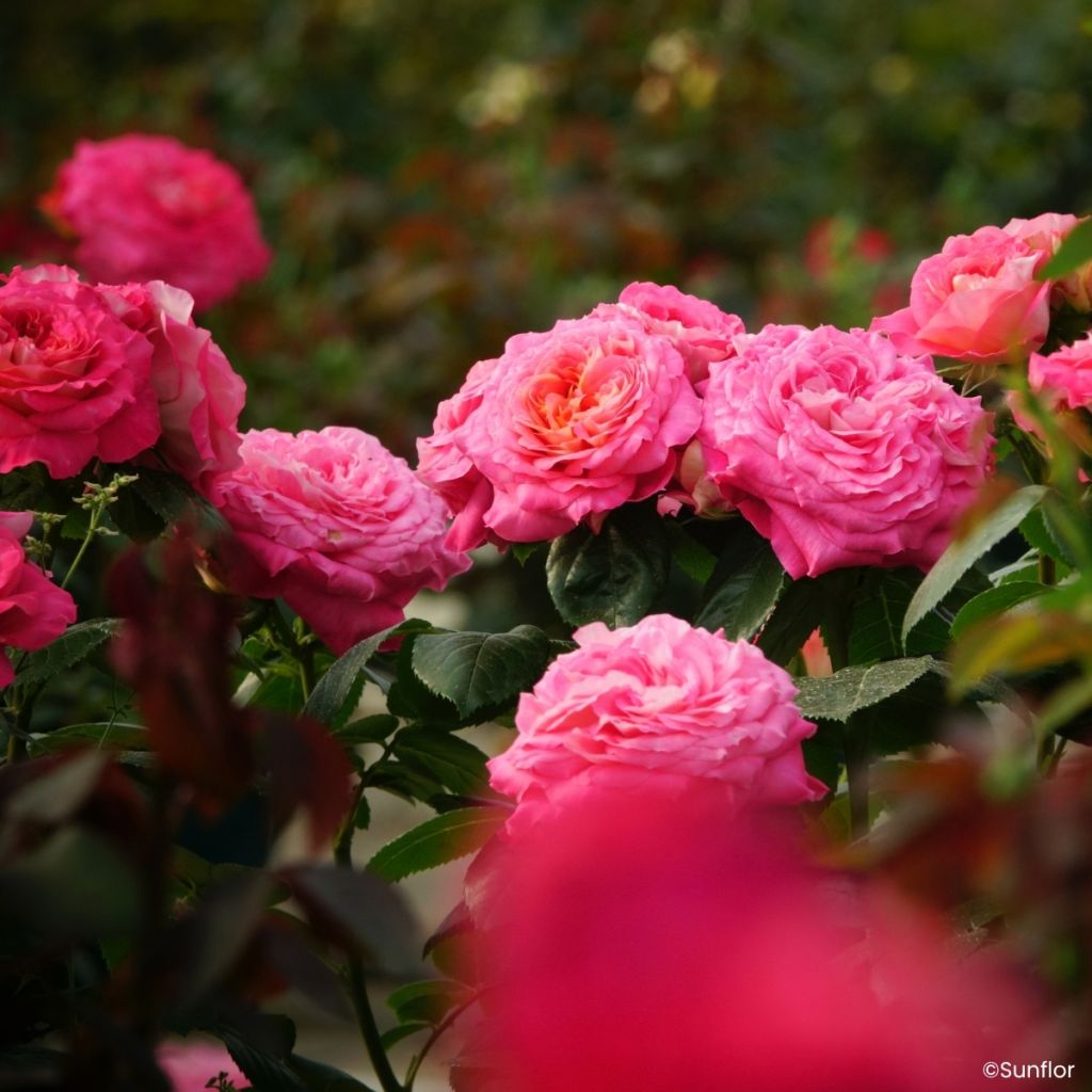 Roseira de flor grande Bali - Rosa