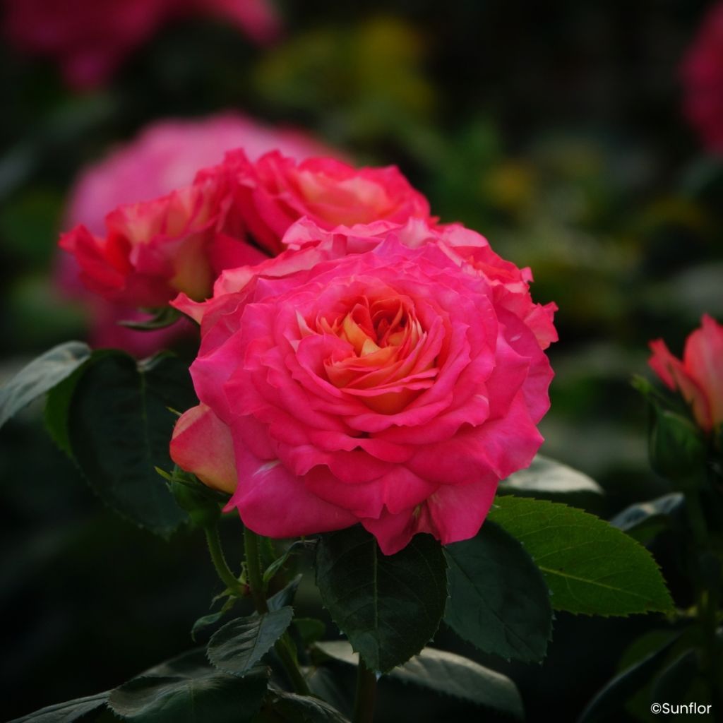 Roseira de flor grande Bali - Rosa