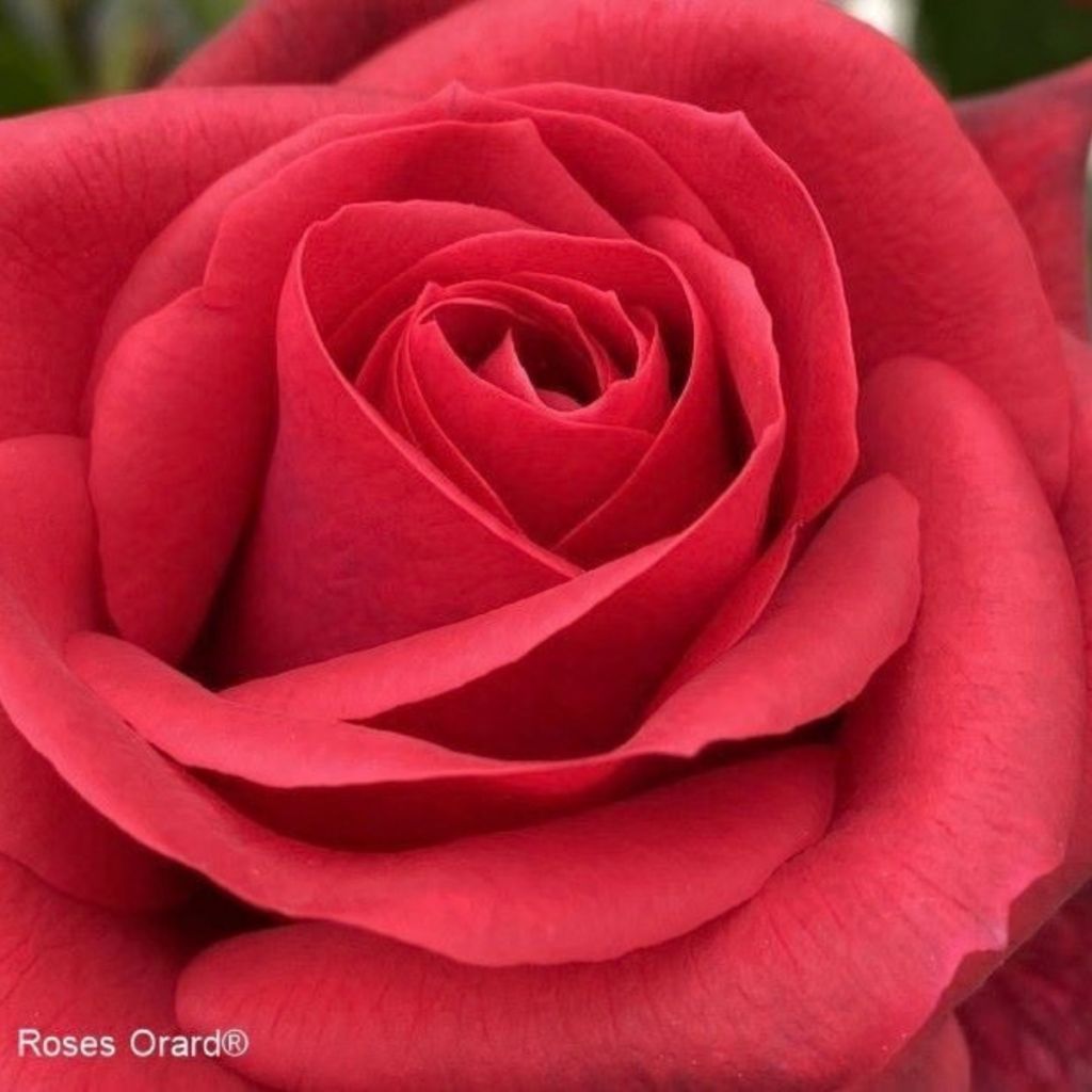 Roseira trepadeira Tchic-Tchac - Rosa