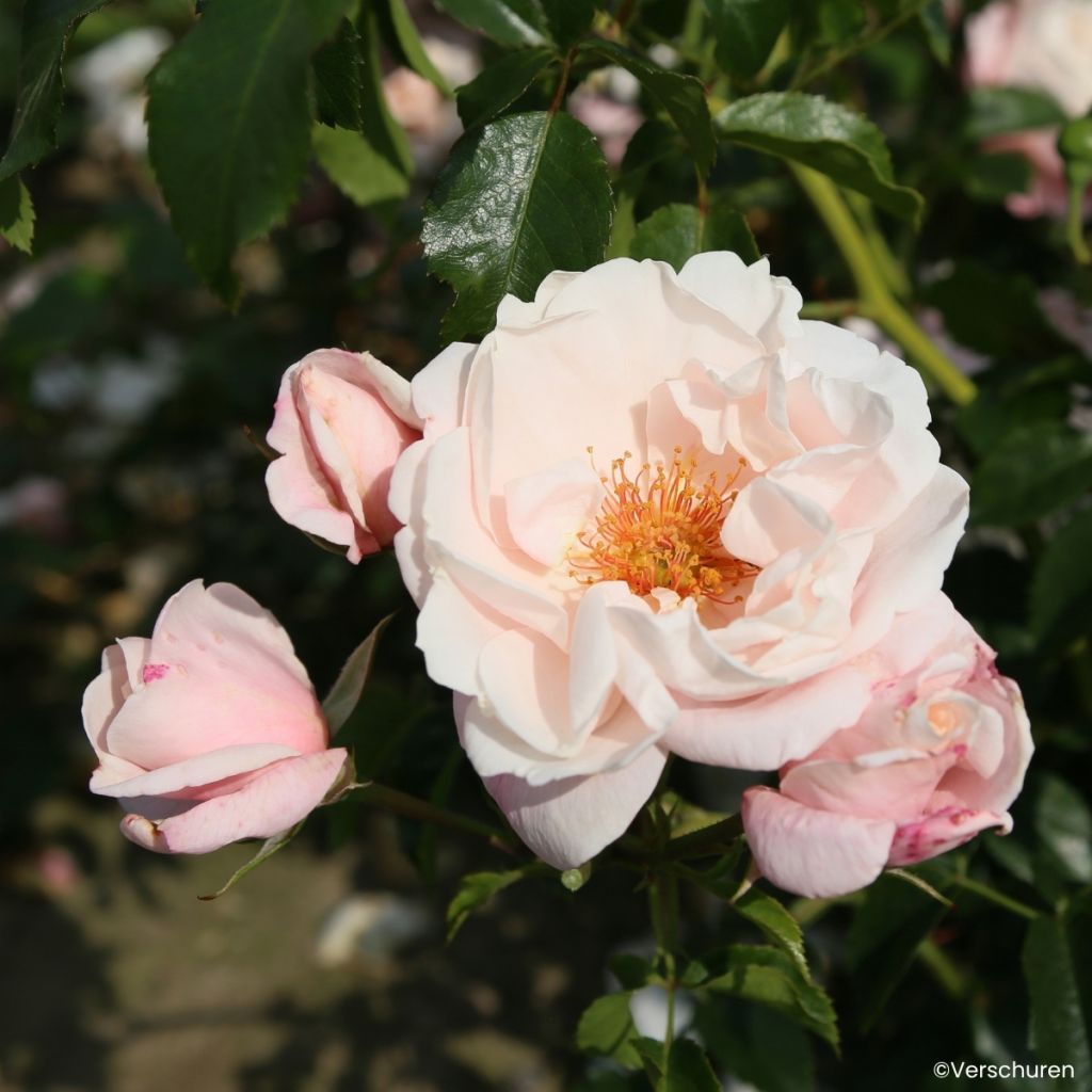 Roseira trepadeira Zelmani's Dream - Rosa