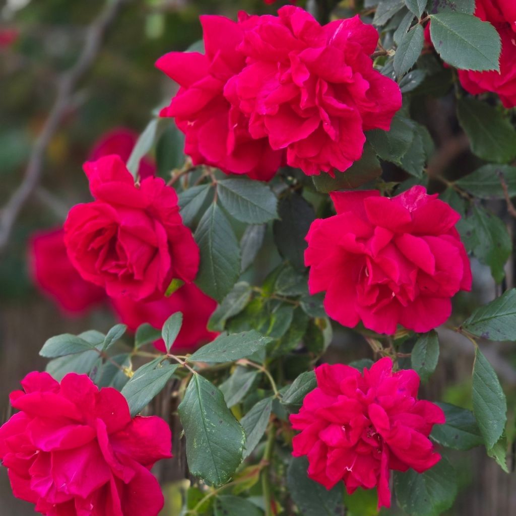 Roseira trepadeira Guirlande fleurie