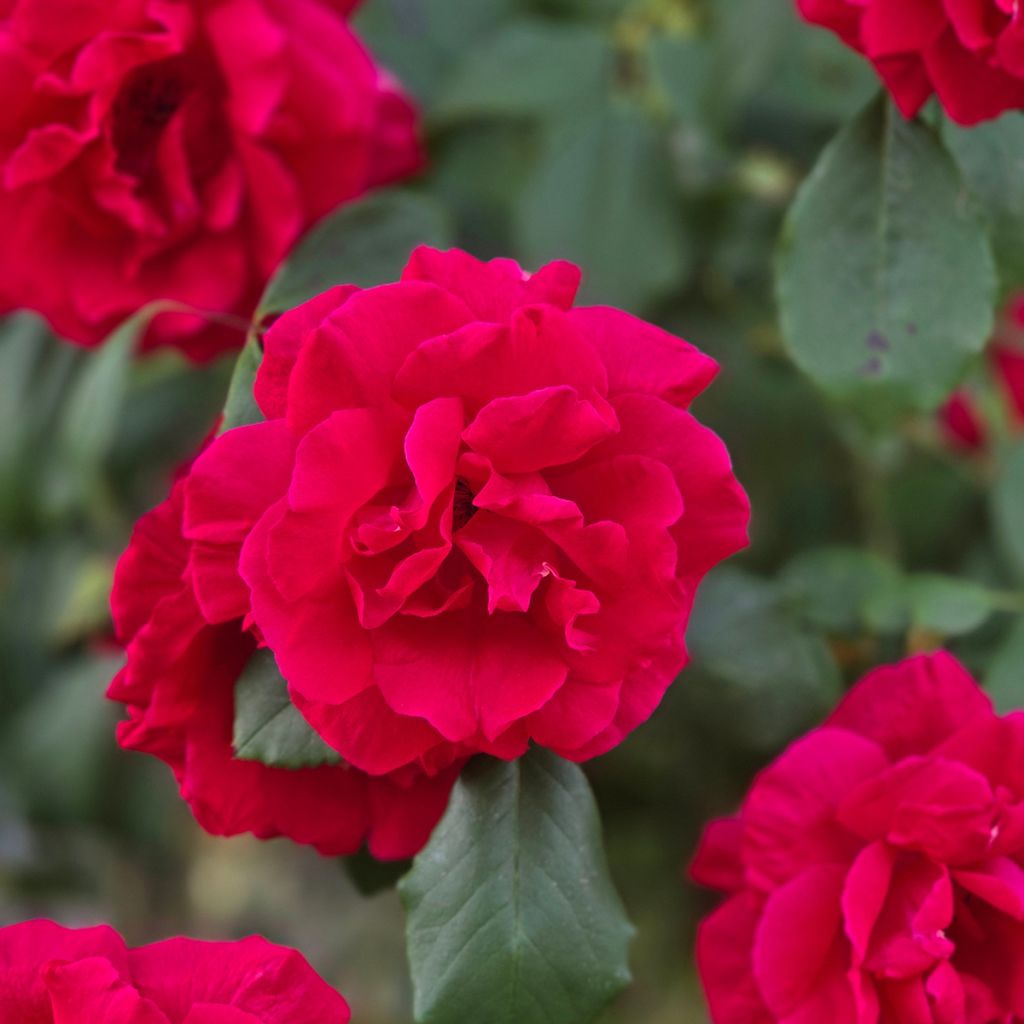 Roseira trepadeira Guirlande fleurie