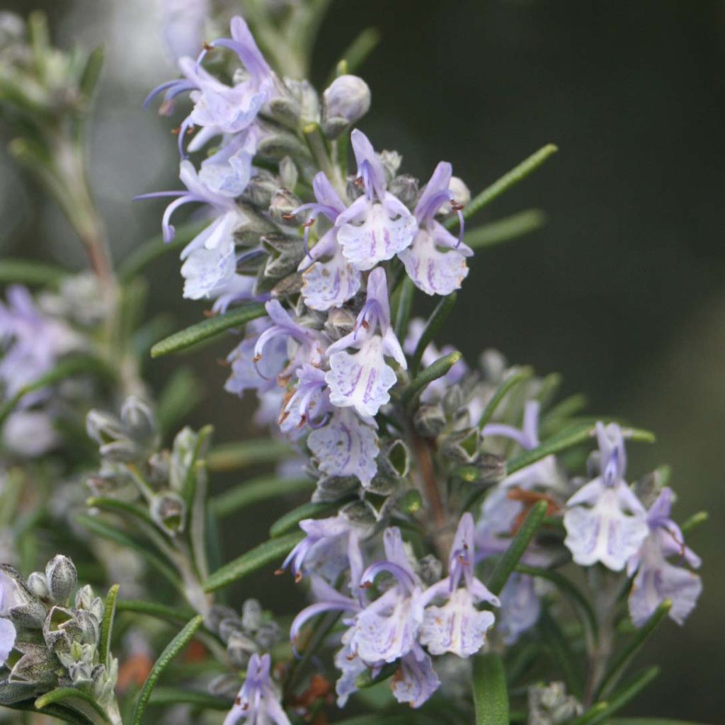 Alecrim - Rosmarinus officinalis
