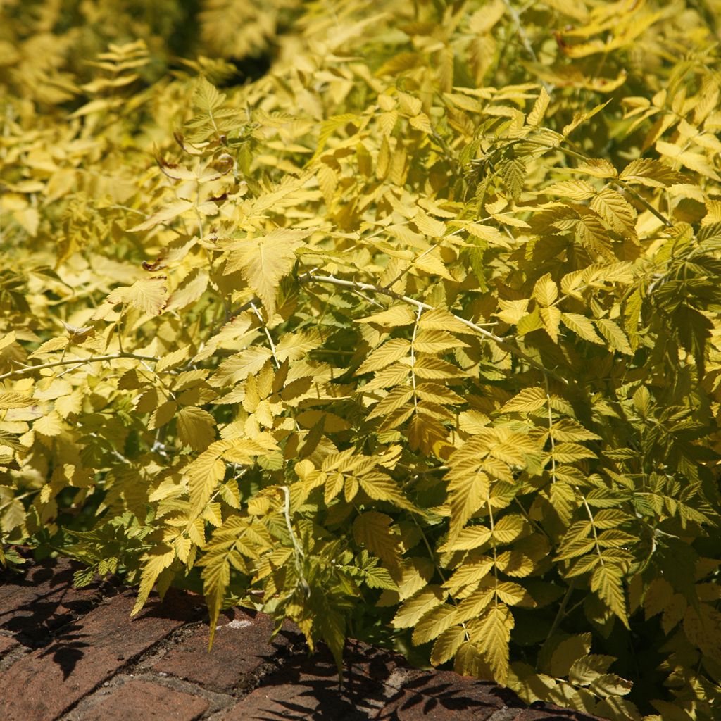 Rubus cockburnianus Golden Vale