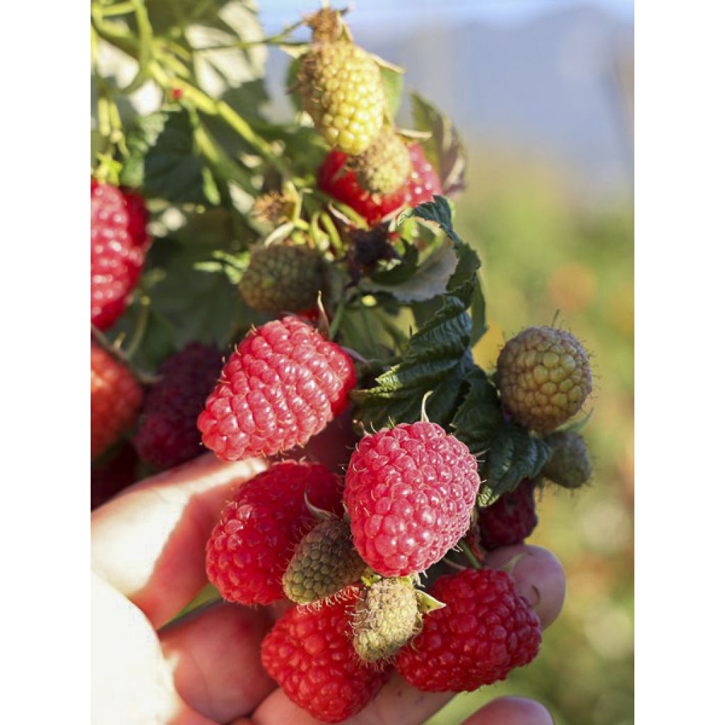 Framboeseiro Twotimer Allyouneed remontante - Rubus idaeus