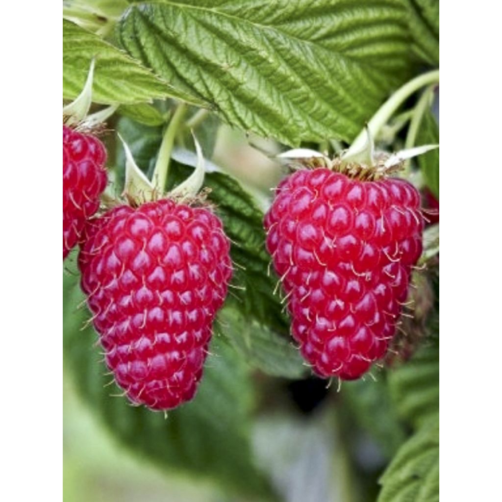 Framboeseiro Primeberry Autumn Happy - Rubus idaeus