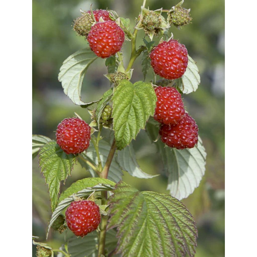 Framboeseiro Primeberry Autumn Wildy - Rubus idaeus