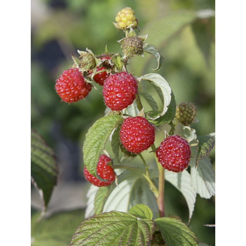 Framboeseiro Primeberry Autumn Wildy - Rubus idaeus