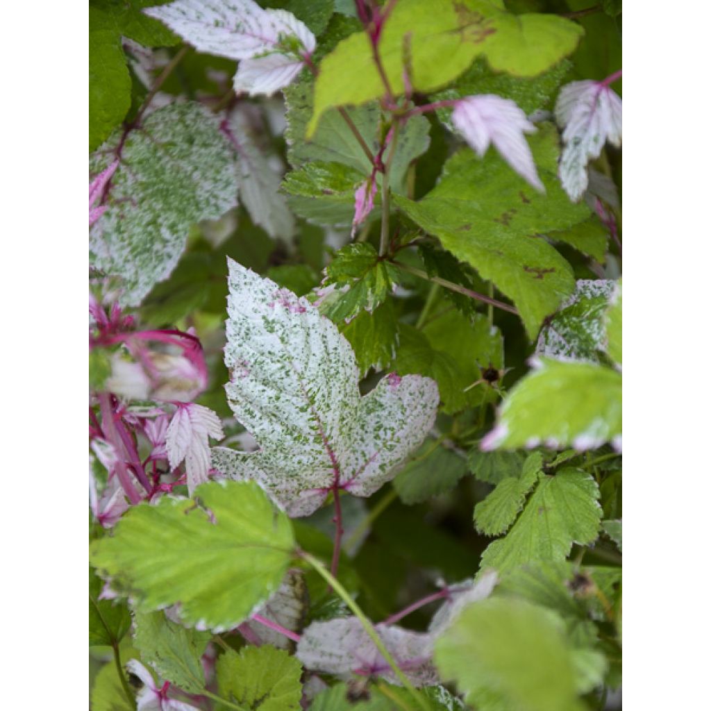 Rubus microphyllus Variegatus