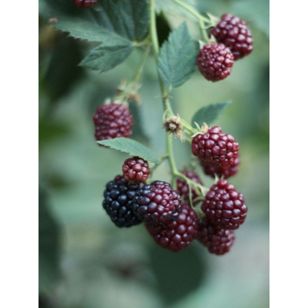 Framboeseiro Glen Coe - Rubus x neglectus