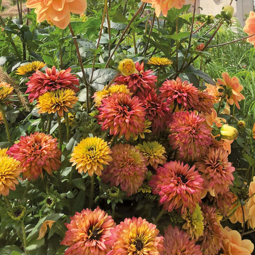 Rudbeckia Rudy Double Rose Yellow