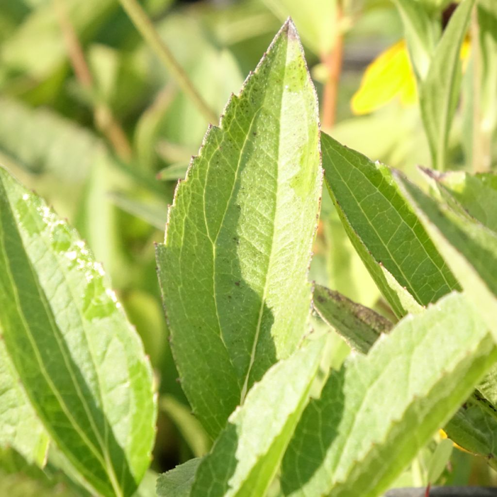 Rudbeckia fulgida var. sullivantii Pot of Gold