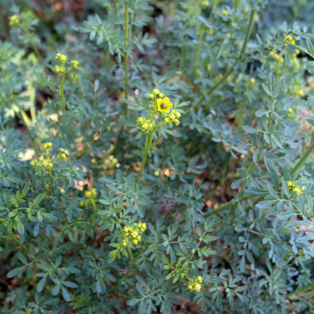 Arruda - Ruta graveolens