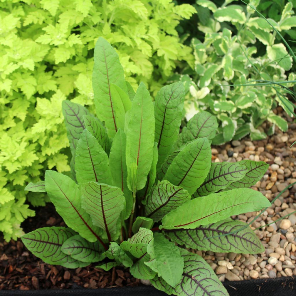 Azeda-vermelha - Ferme de Sainte Marthe Bio