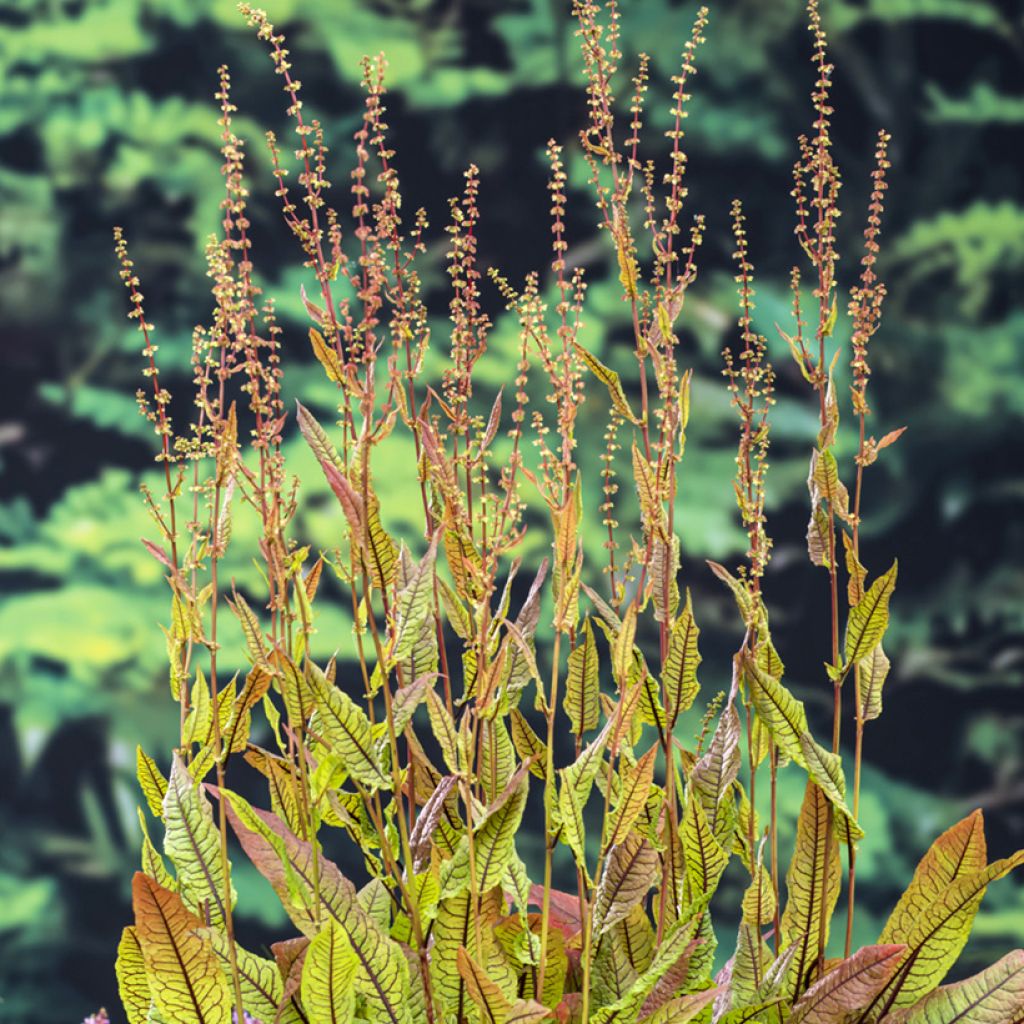 Rumex sauvignea
