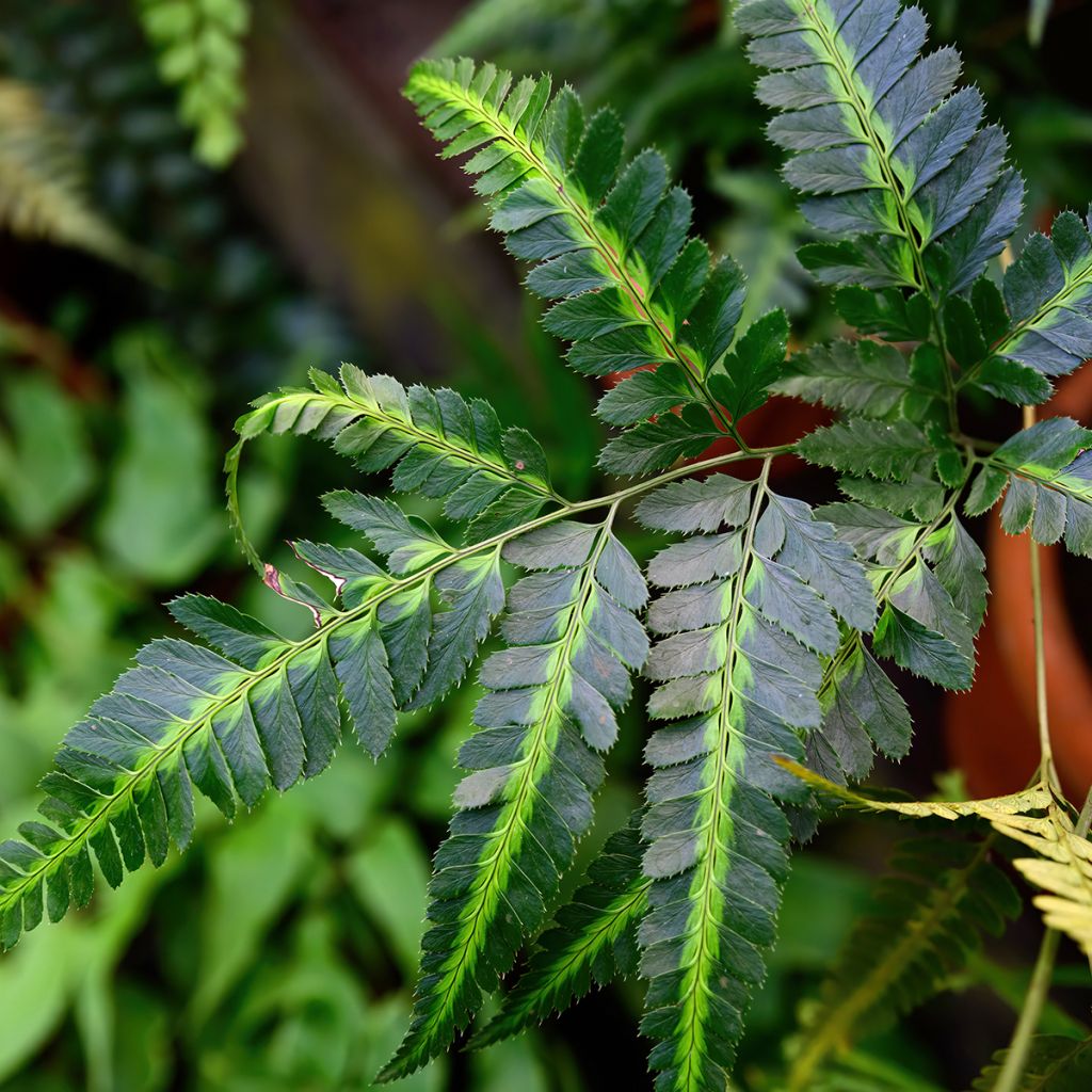 Rumohra adiantiformis Variegata - Feto-de-couro