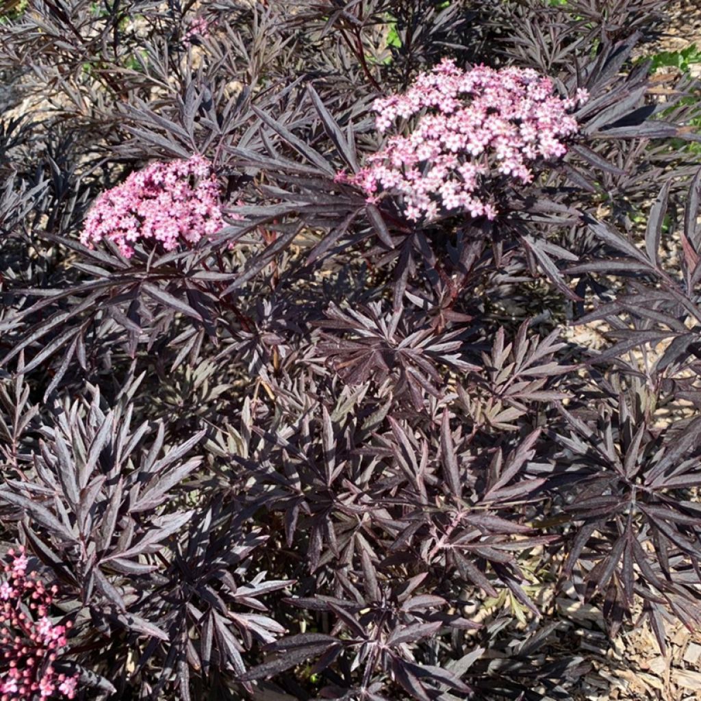Sambucus nigra Cherry Lace