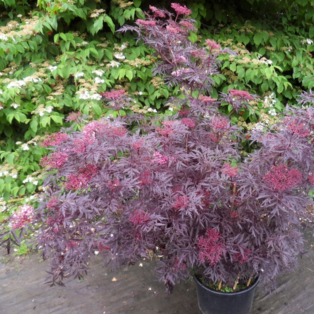 Sambucus nigra Cherry Lace