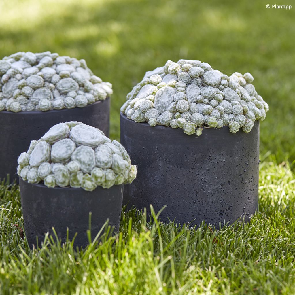 Sempervivum arachnoideum Arctic White