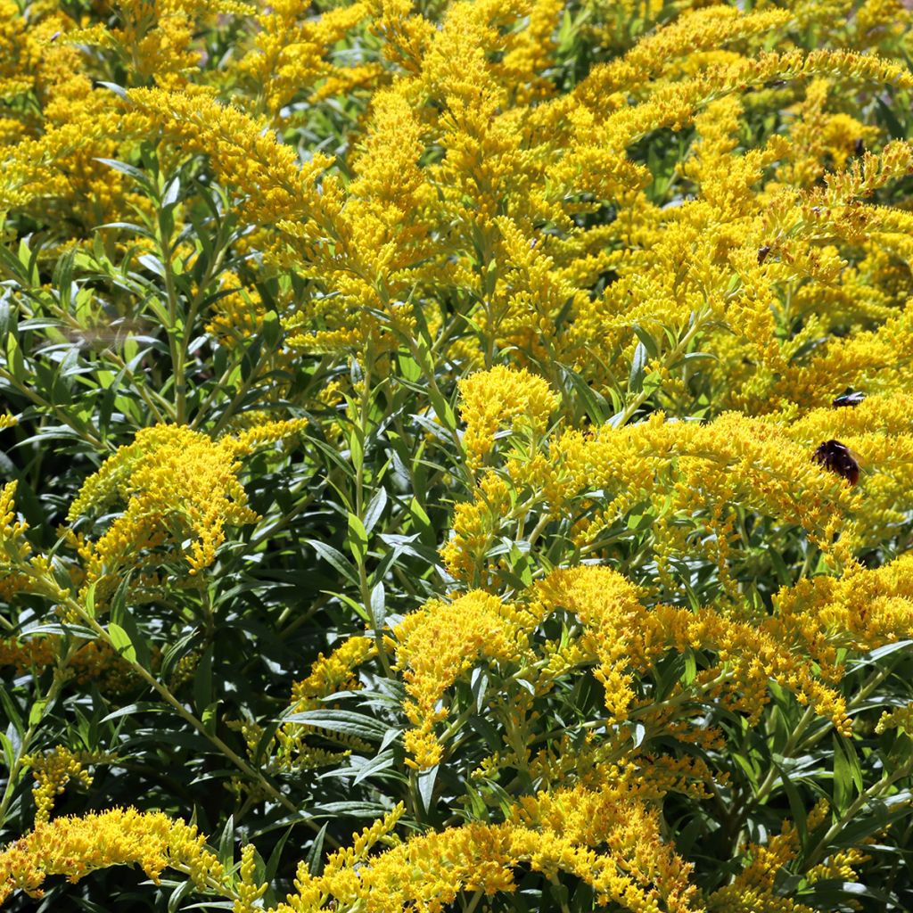 Solidago caesia - Vara-de-ouro