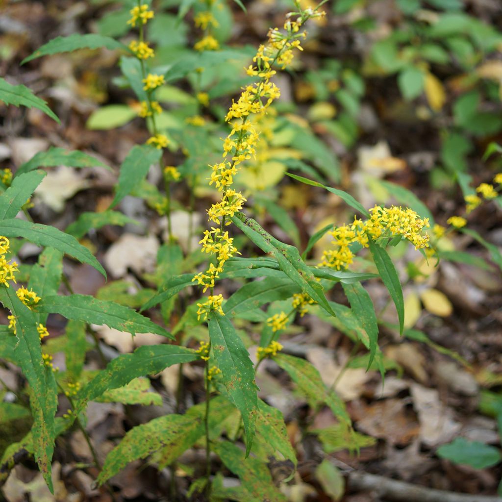 Solidago caesia - Vara-de-ouro