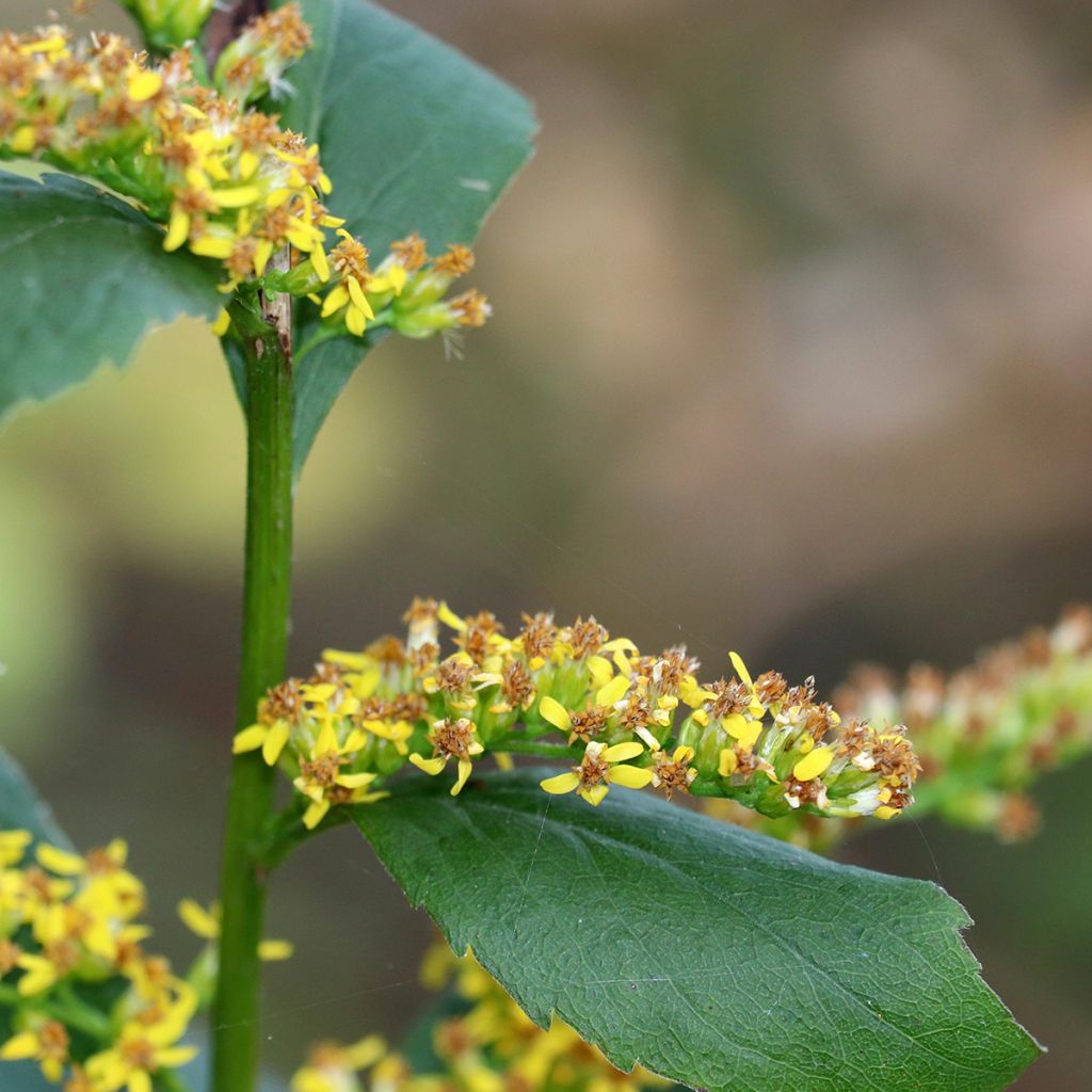 Solidago caesia - Vara-de-ouro