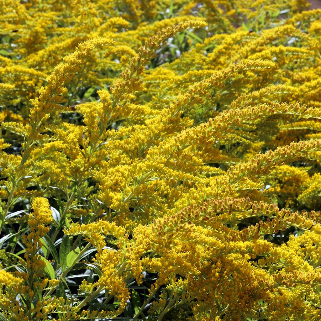 Solidago caesia - Vara-de-ouro
