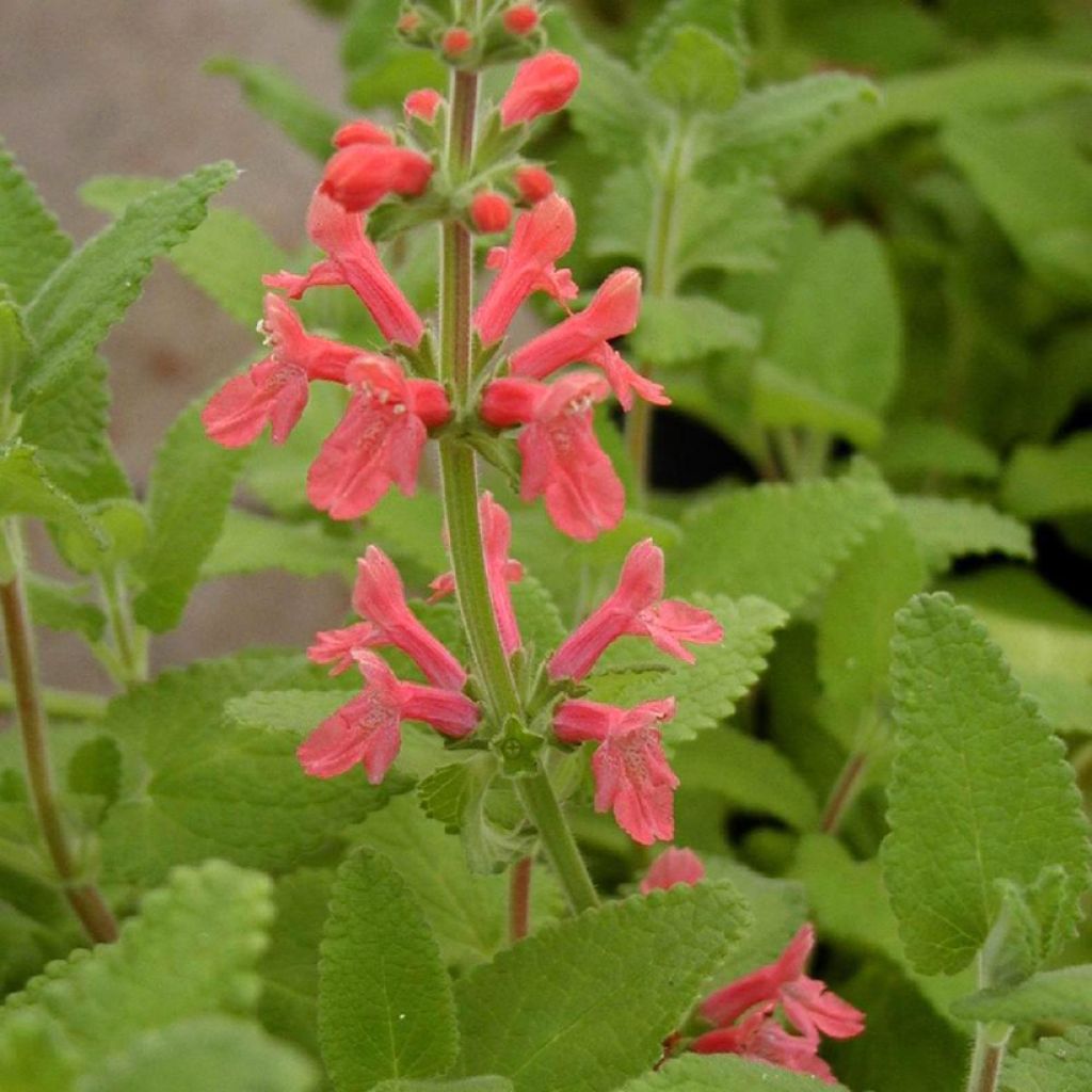 Stachys coccinea - Betónica