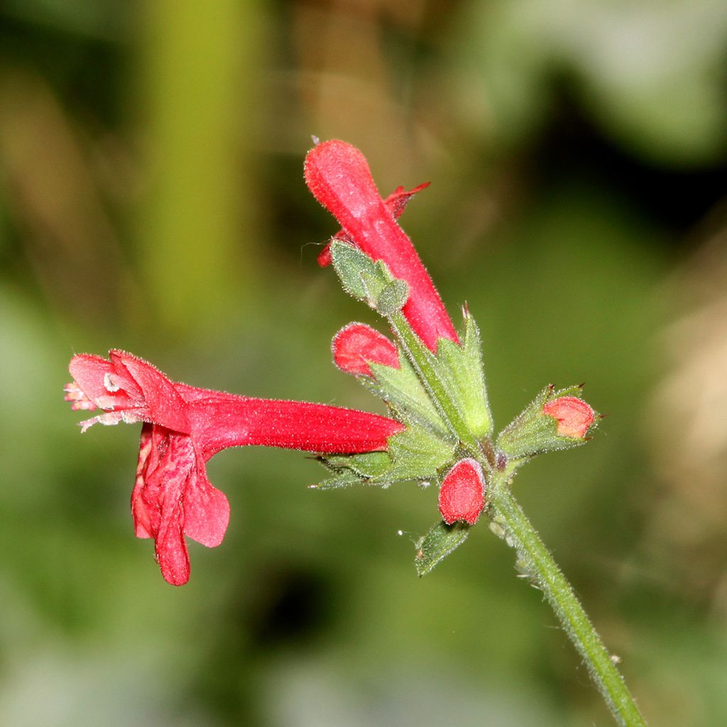 Stachys coccinea - Betónica