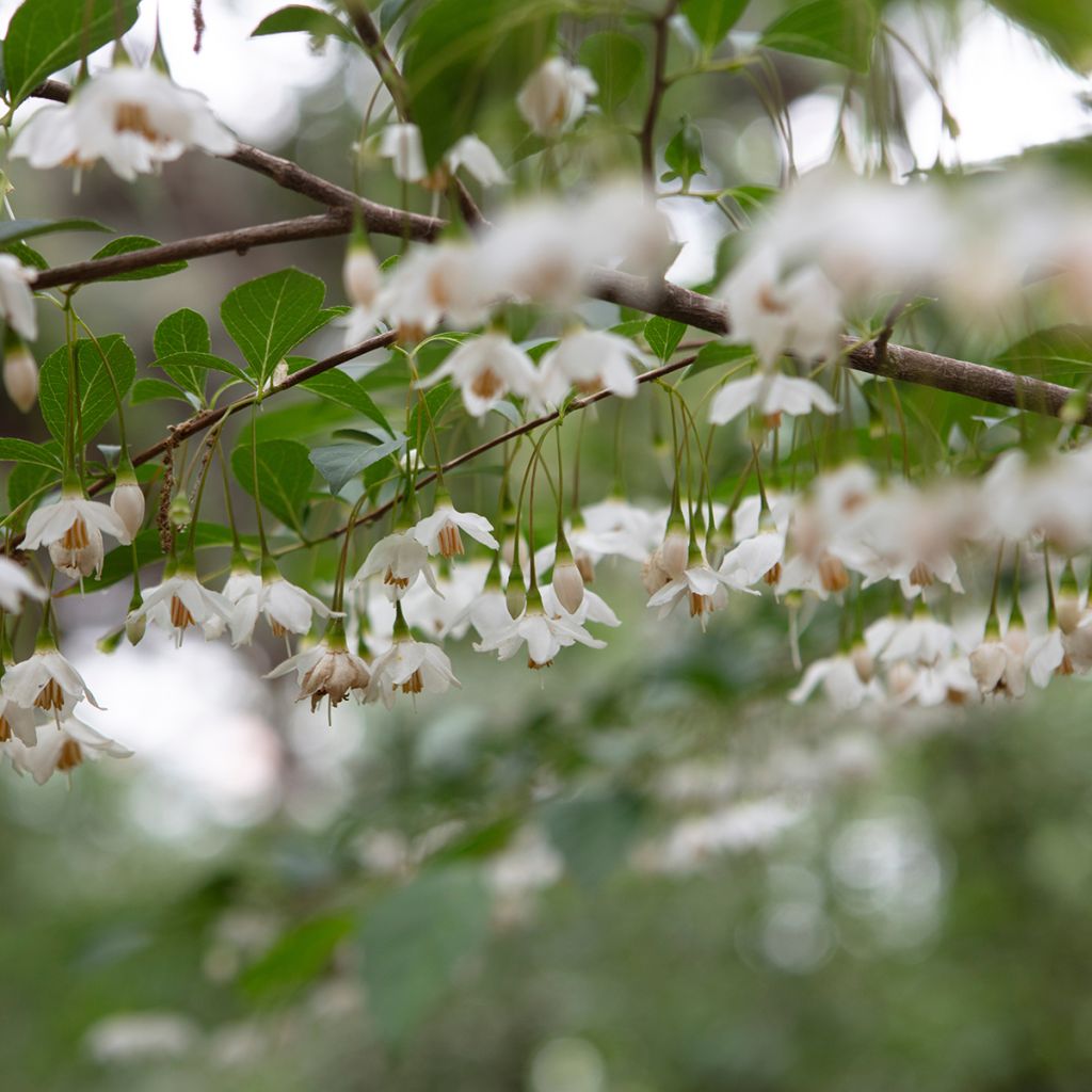 Styrax japonicus Snowfall