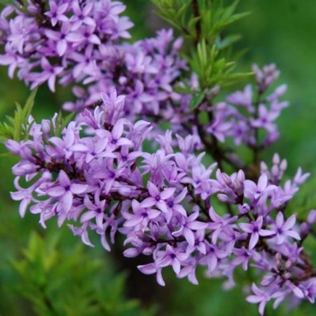 Syringa afghanica - Lilás-da-pérsia